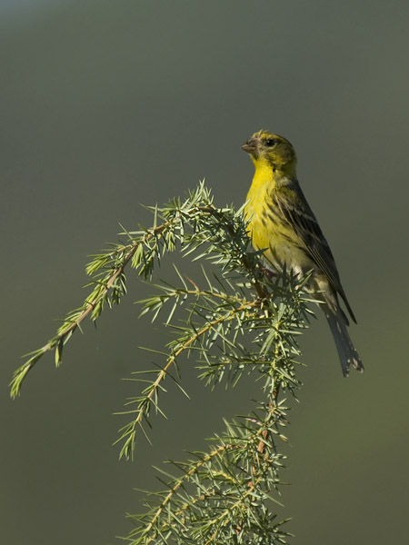 Keltahemppo, European Serin, Serinus serinus